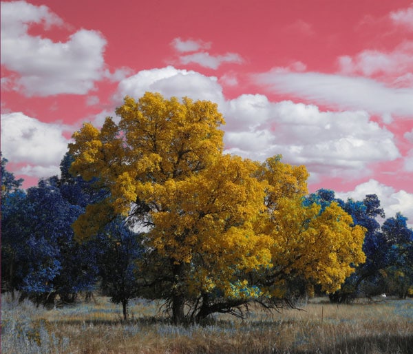 Mato Tipila Tree Image