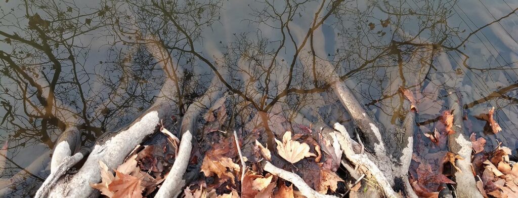 Unusual Intimate Relationships image