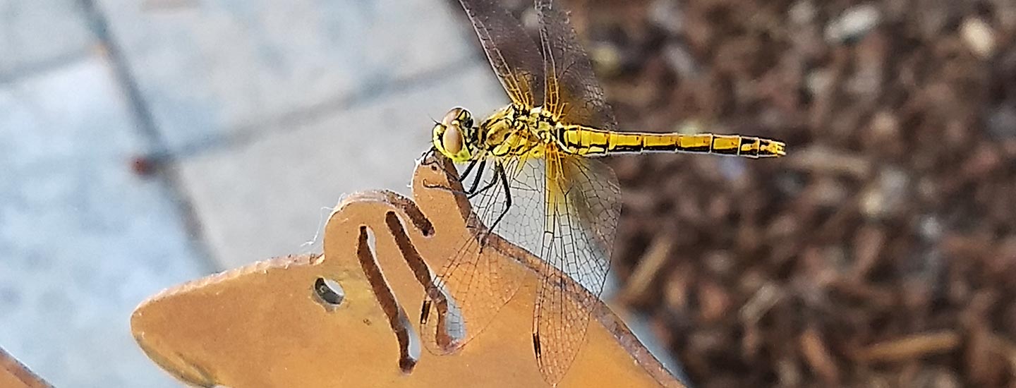 ADD ADHD: Supporting the Ones We Love