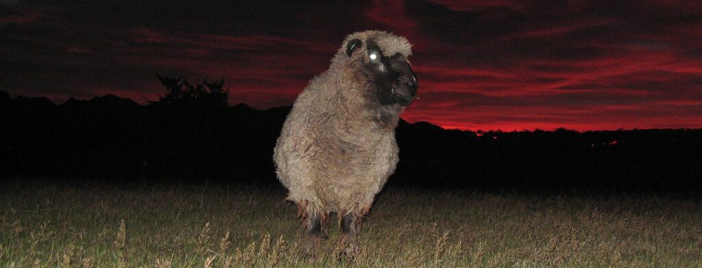 Illuminating the Wild World of Dreams