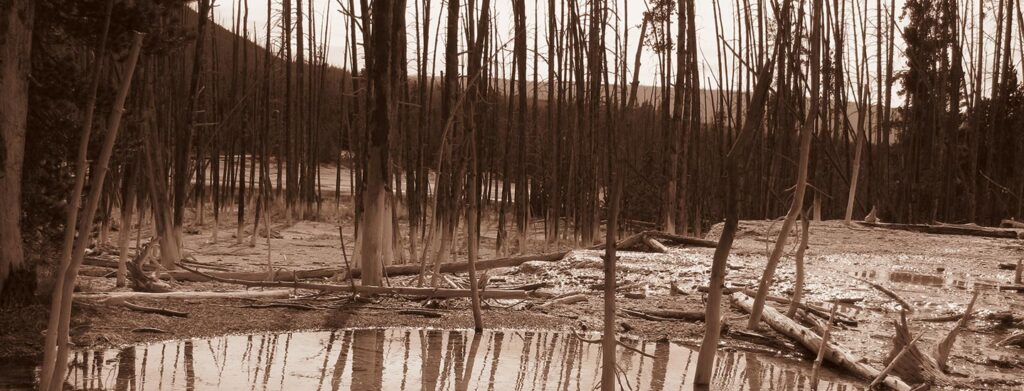 Navigating the Fantastic Voyage of Dreaming