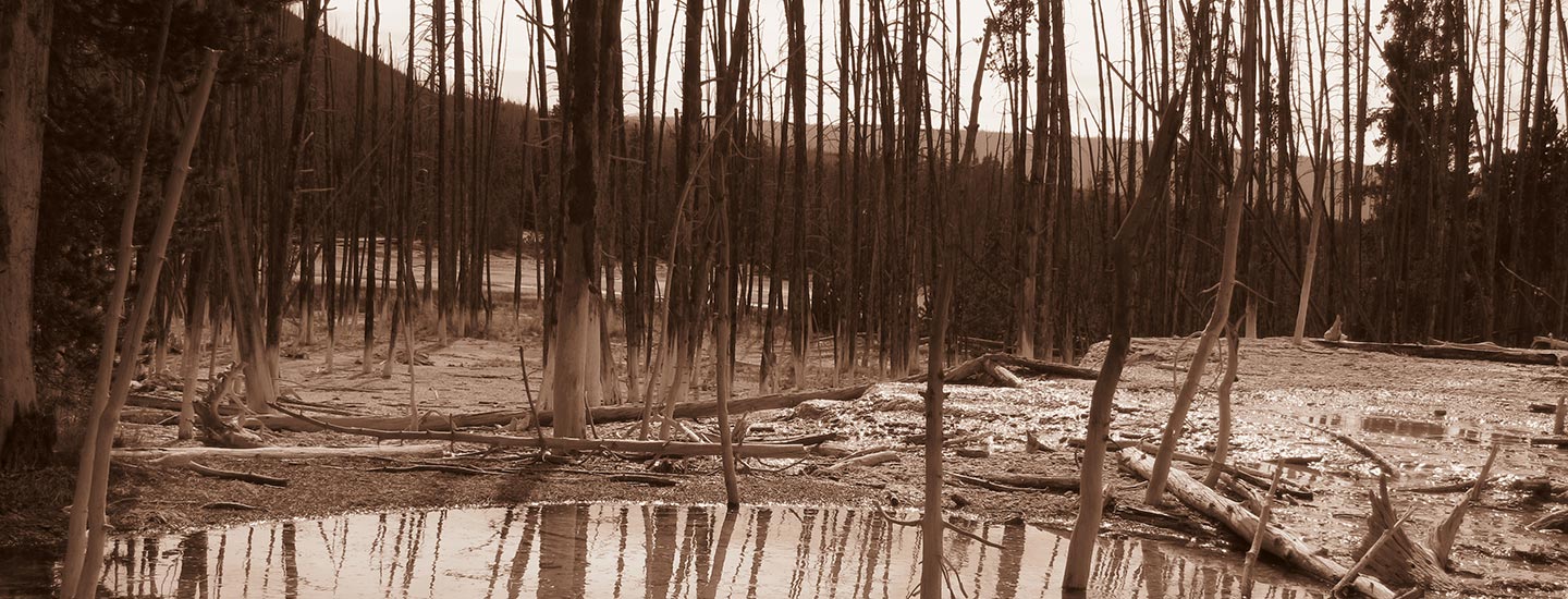 Navigating the Fantastic Voyage of Dreaming