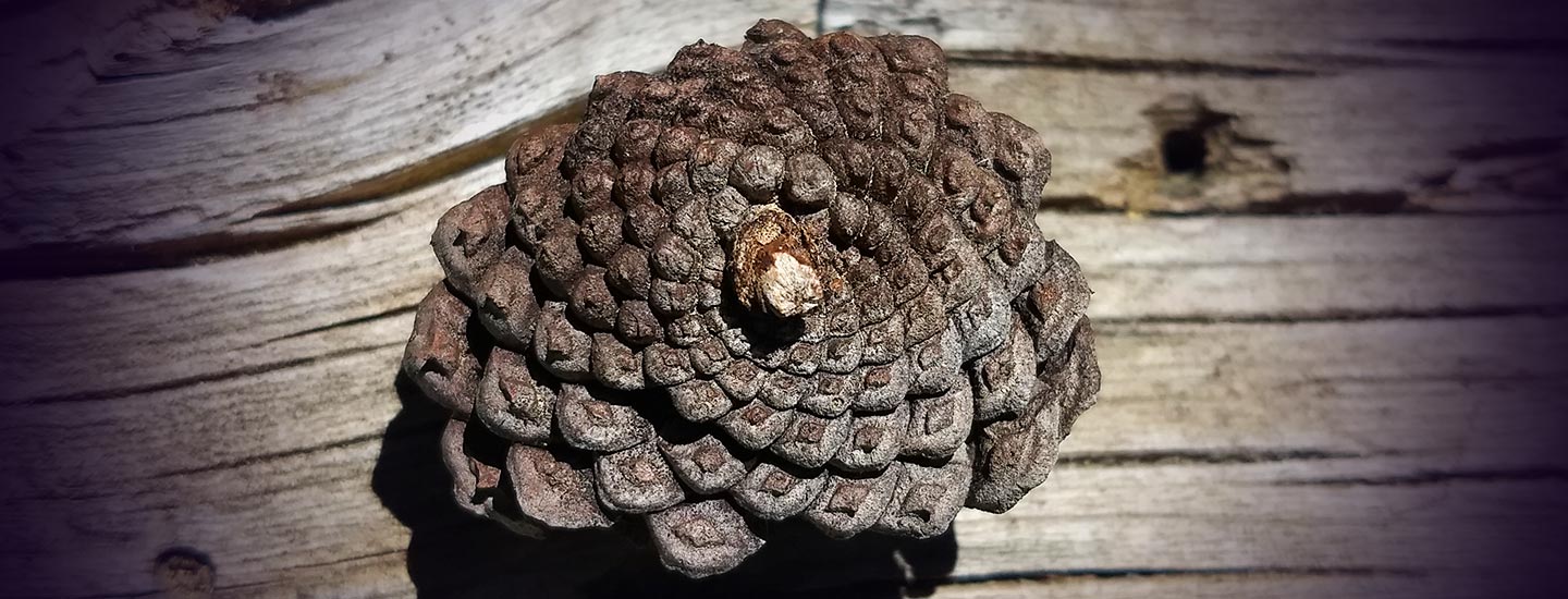 Being the Brain: The Science of Addiction, Habits, and Patterns